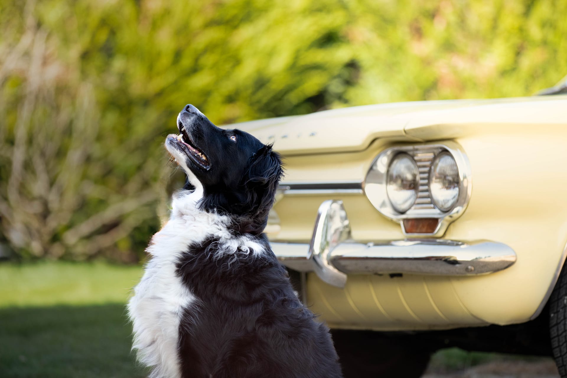 PixL Photographe chien Ain - NOKIA